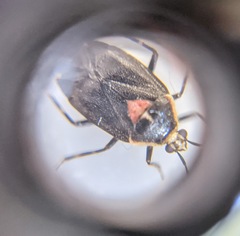 Deraeocoris sayi