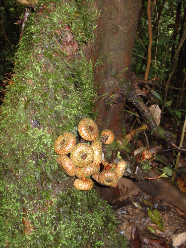 Ficus auriculata