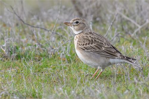 Calandra Lark
