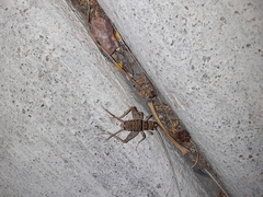 Gryllodes sigillatus