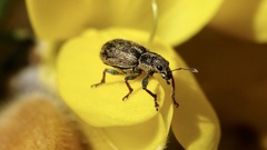 Andrion regensteinense