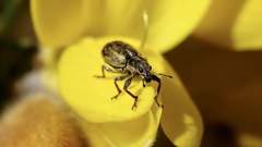 Andrion regensteinense