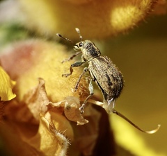 Andrion regensteinense