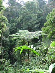 Sphaeropteris