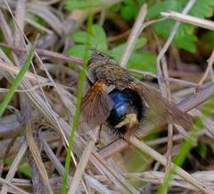 Epalpus