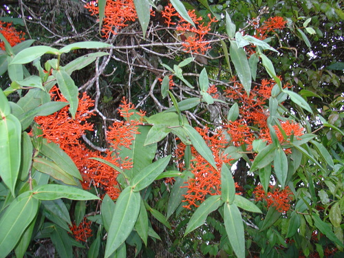 Coral medinilla (Medinilla scortechinii)