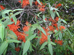 Medinilla scortechinii