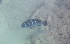 Plectorhinchus playfairi