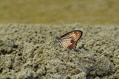 Graphium macareus