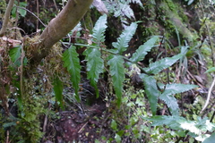 Asplenium bulbiferum × lepidotum