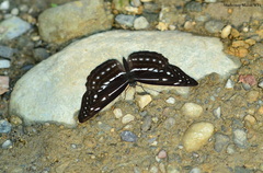 Neptis magadha