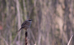 Oriturus superciliosus