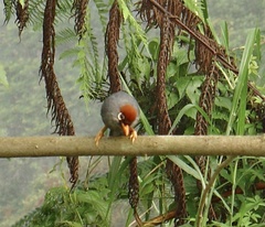 Pterorhinus mitratus