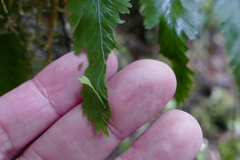 Asplenium bulbiferum × lepidotum
