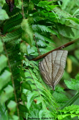 Amathuxidia amythaon