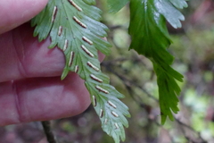 Asplenium bulbiferum × lepidotum