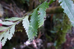 Asplenium bulbiferum × lepidotum