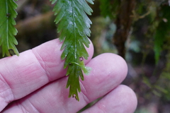 Asplenium bulbiferum × lepidotum