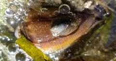Californiconus californicus