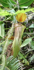 Nepenthes sanguinea