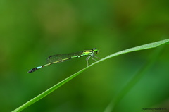 Agriocnemis clauseni