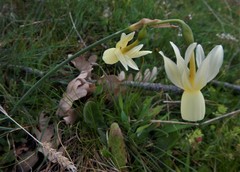 Narcissus triandrus pallidulus