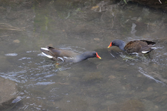 Gallinula chloropus