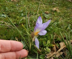 Crocus carpetanus