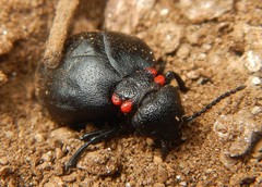 Physomeloe corallifer