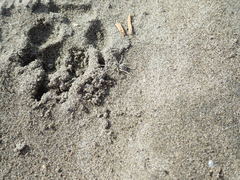 Anoteropsis litoralis