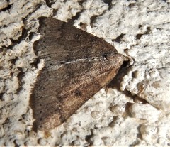 Aleucis distinctata