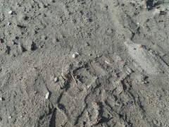 Anoteropsis litoralis