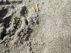 Anoteropsis litoralis