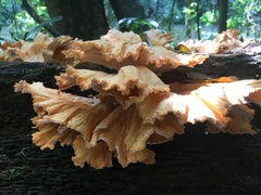 Laetiporus versisporus