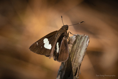 Notocrypta curvifascia