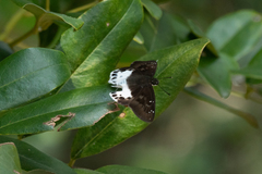 Tagiades menaka