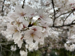 Prunus × yedoensis
