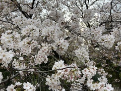 Prunus × yedoensis