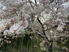 Prunus × yedoensis