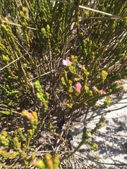 Lachnaea grandiflora