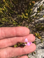 Lachnaea grandiflora