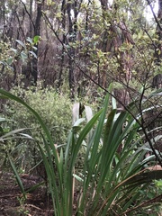 Phormium tenax