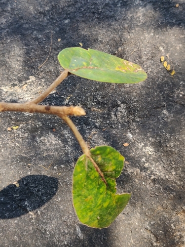 Image of Ficus mollis by (c) T R Shankar Raman, some rights reserved (CC BY)