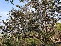 Ficus mollis