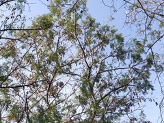 Albizia amara