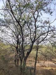 Albizia amara