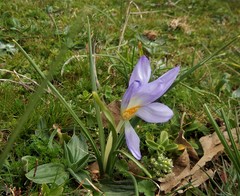 Crocus carpetanus