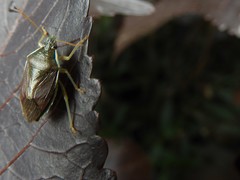 Tynacantha marginata