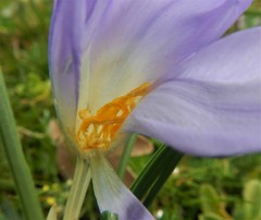 Crocus carpetanus