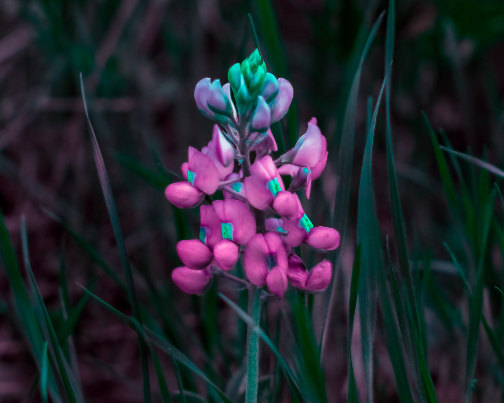Lupinus texensis, Cedar Park, TX, USA